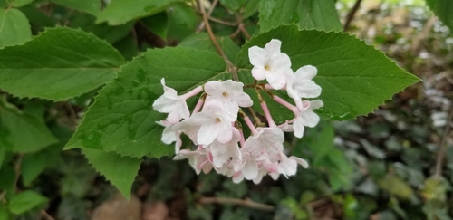 Koreanspice Viburnum