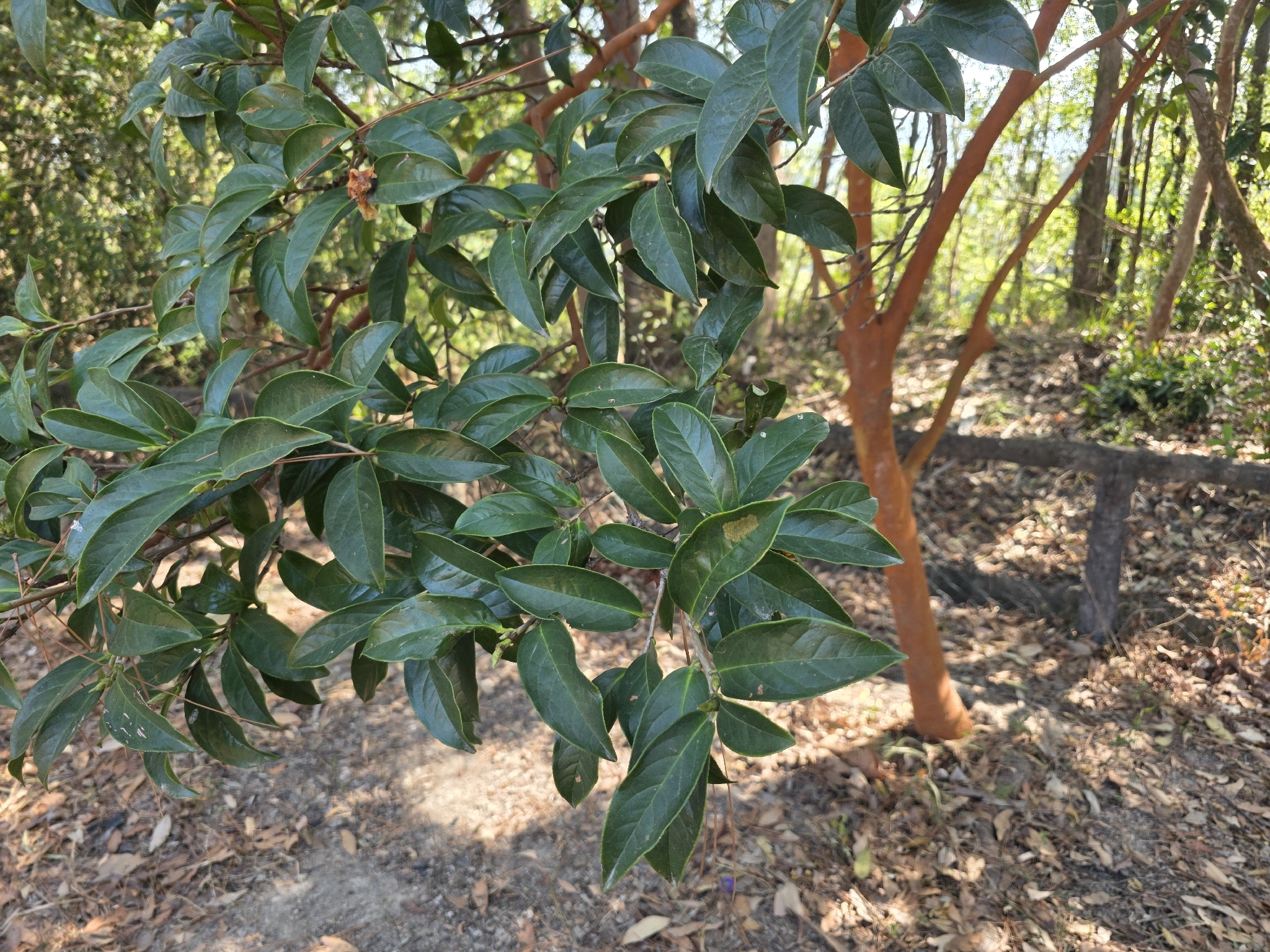 Camellia 'High Fragrance'