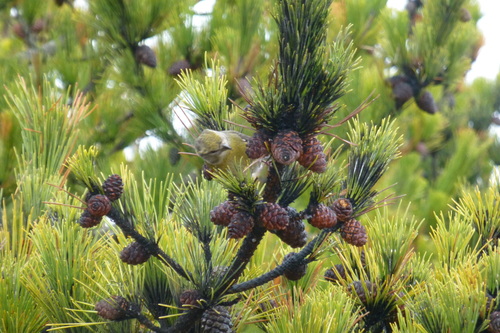 Thunderhead Japanese Black Pine
