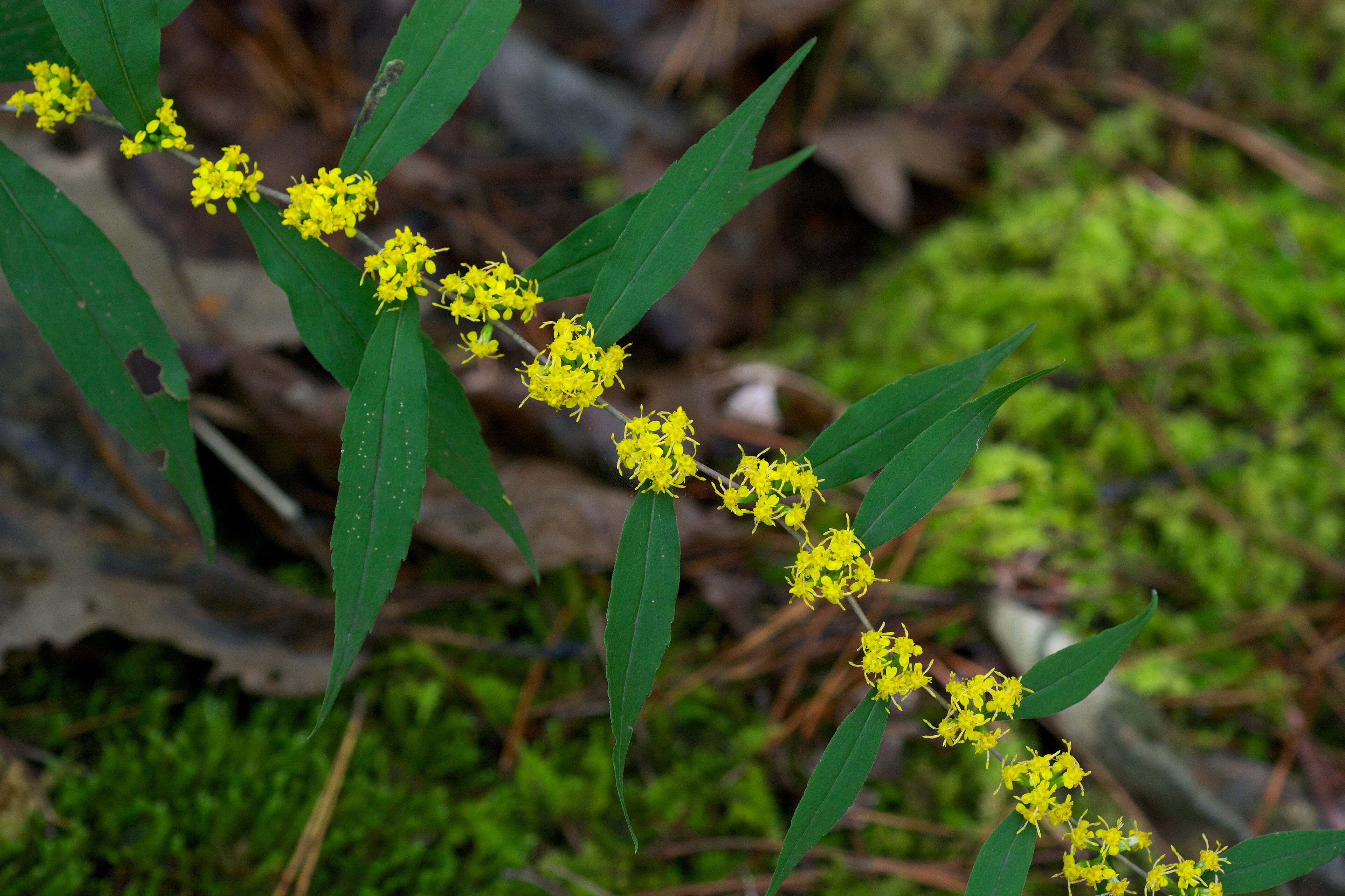 Blue-Stemmed Goldenrod