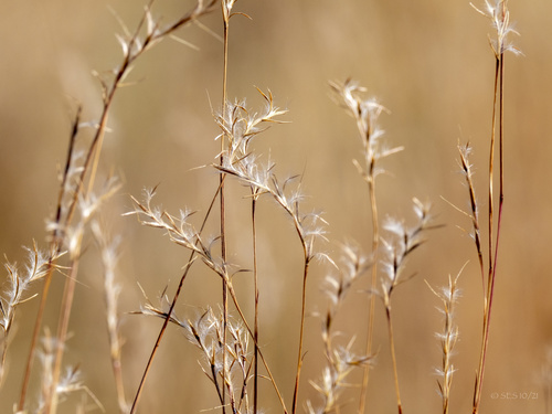 Little Bluestem Grass