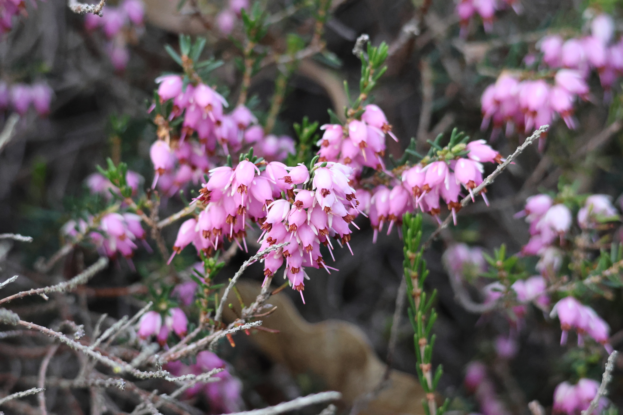 Winter Heather