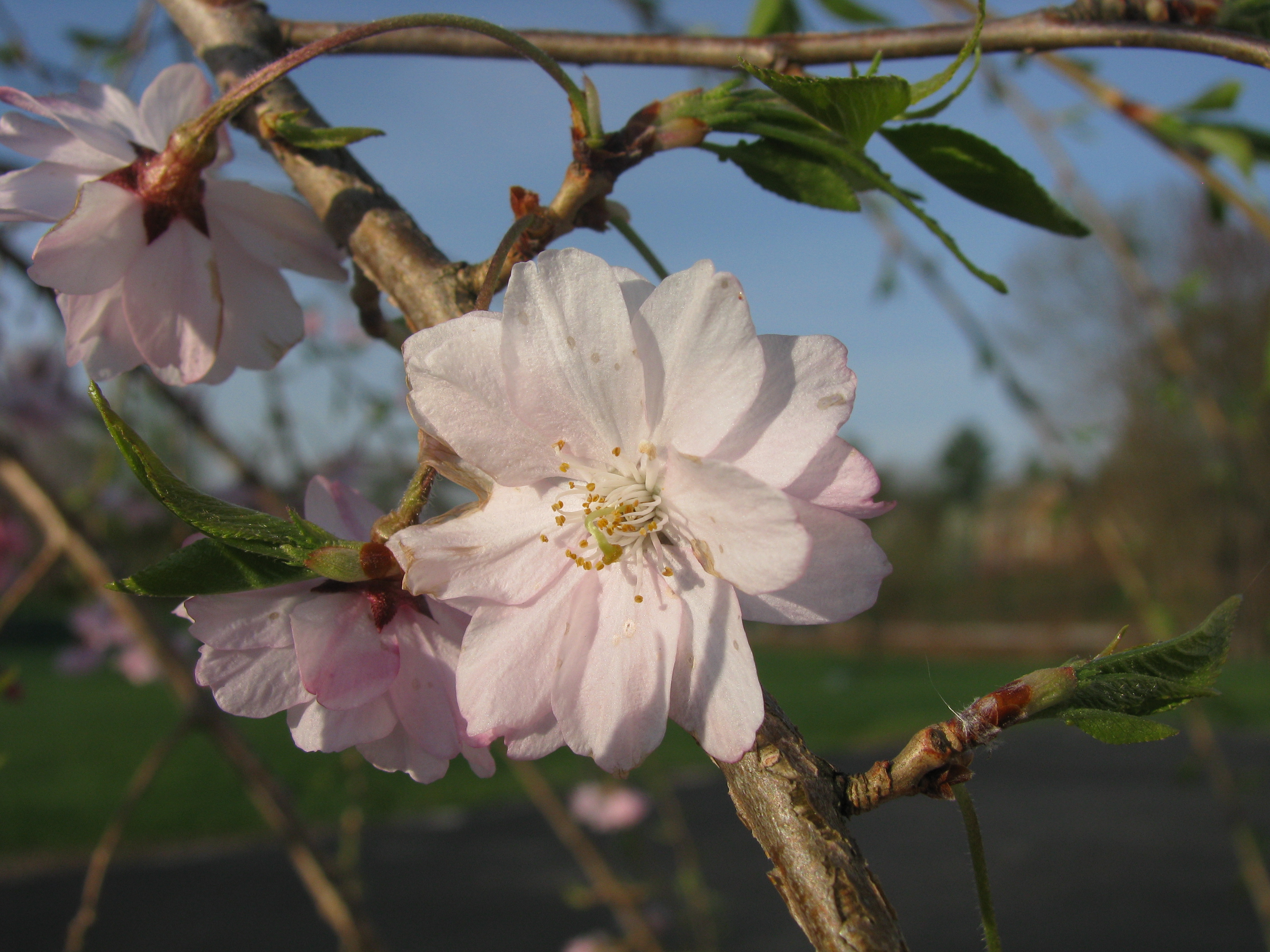 Weeping Higan Cherry