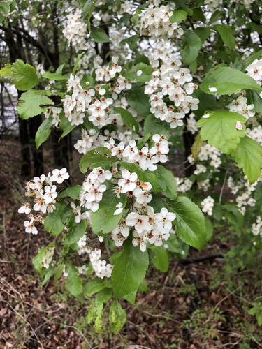 Green Hawthorn