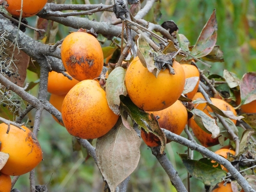 Japanese Persimmon