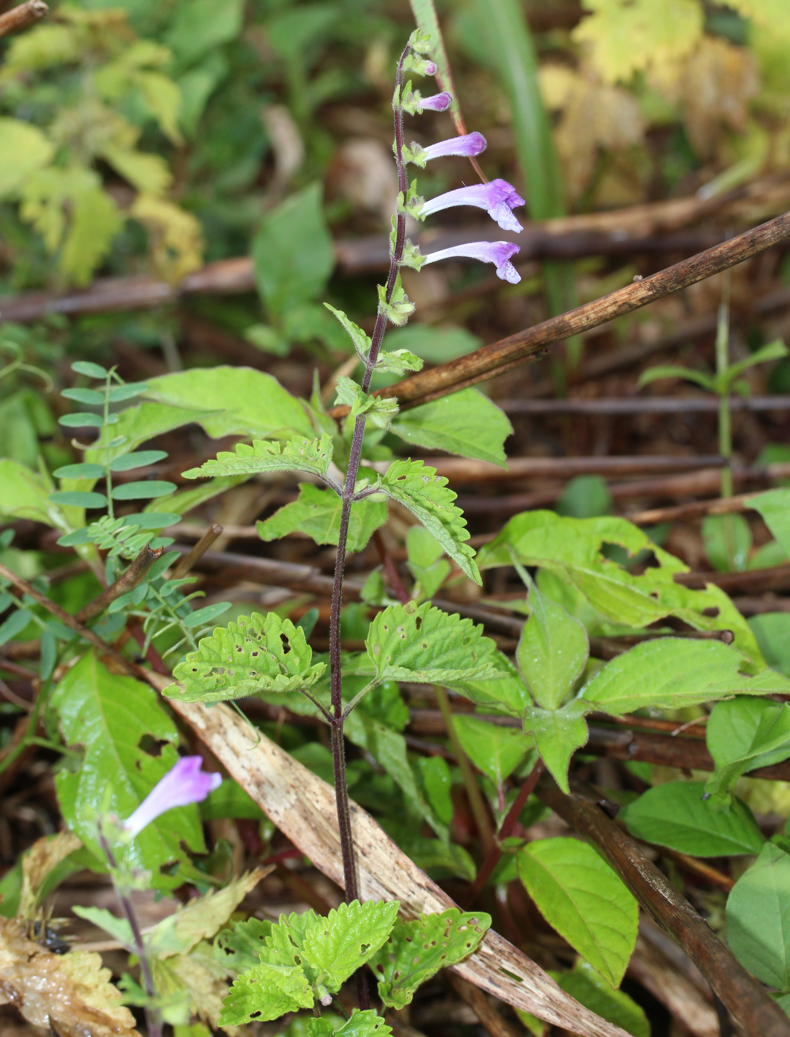 Appalachian Blue Skullcap
