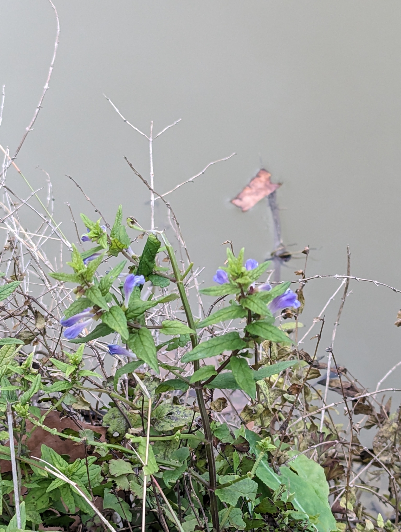 Appalachian Blue Skullcap