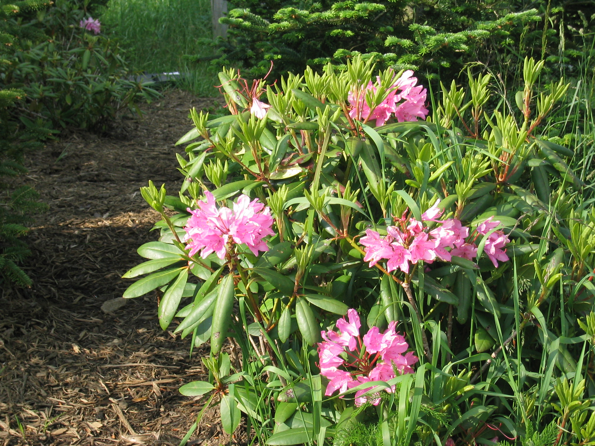 Rhododendron 'Chionoides'