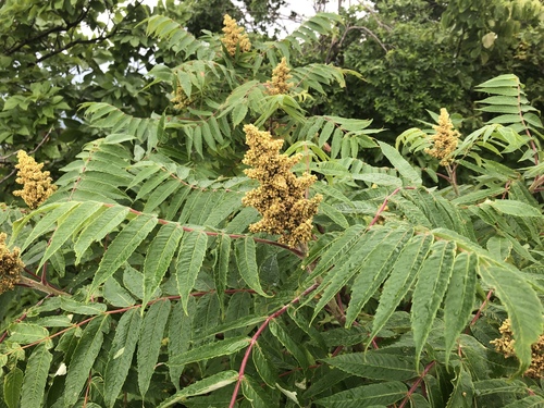 First Editions Cut-Leaf Staghorn Sumac 'Tiger Eyes'
