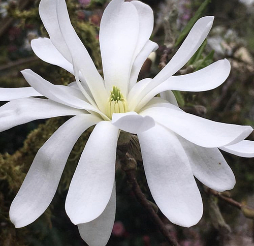 Star Magnolia