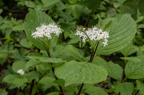 Tatarian Dogwood