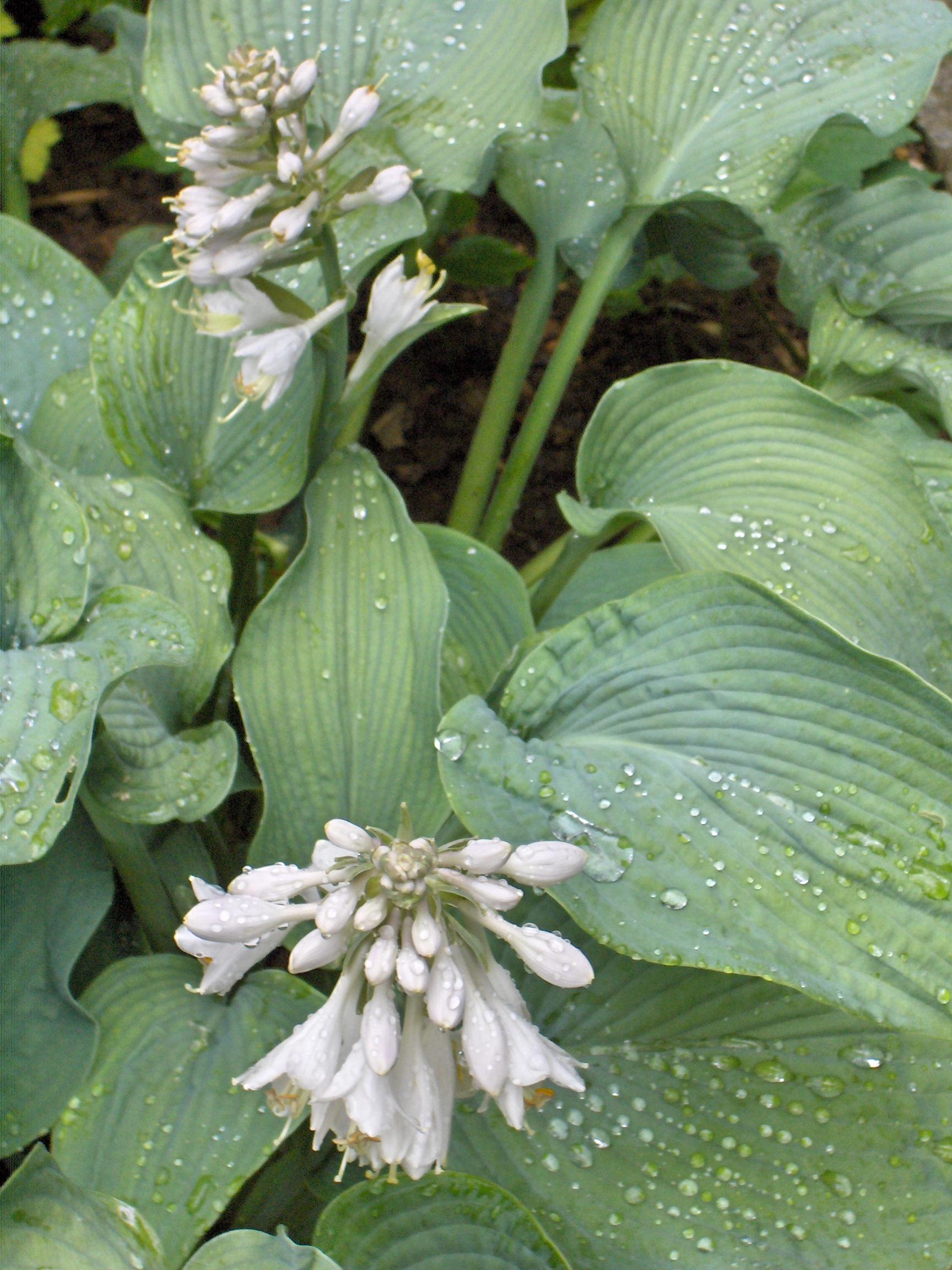Plantain Lily