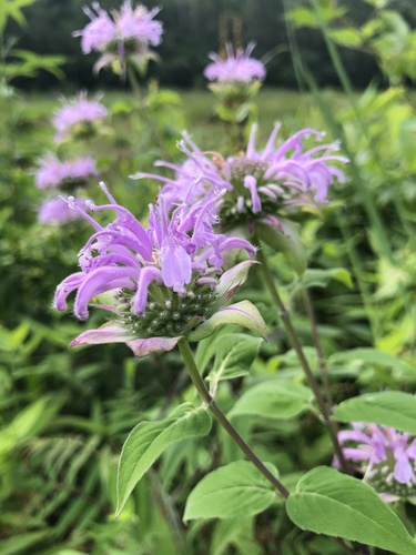 Bee Balm