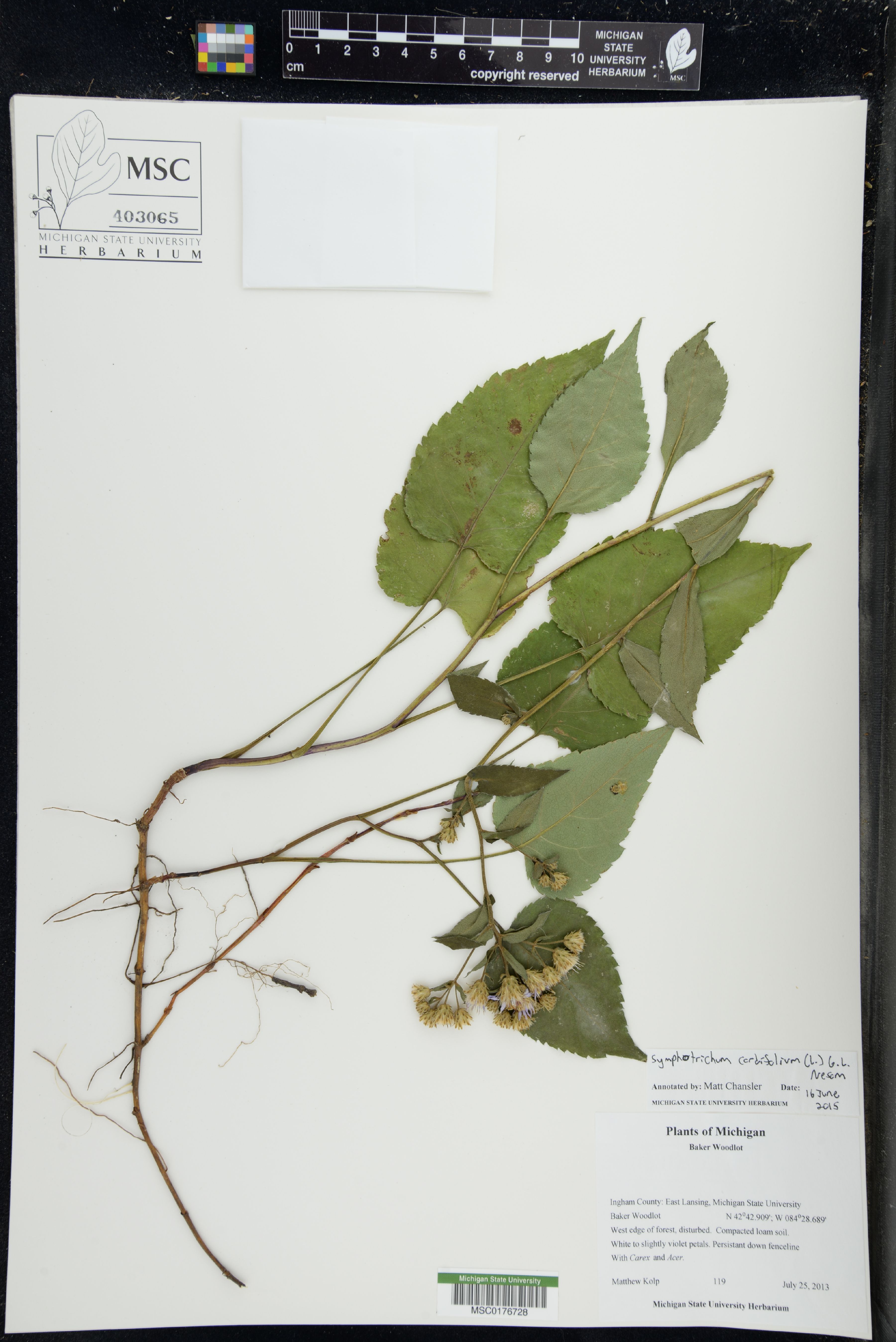 Avondale Aster