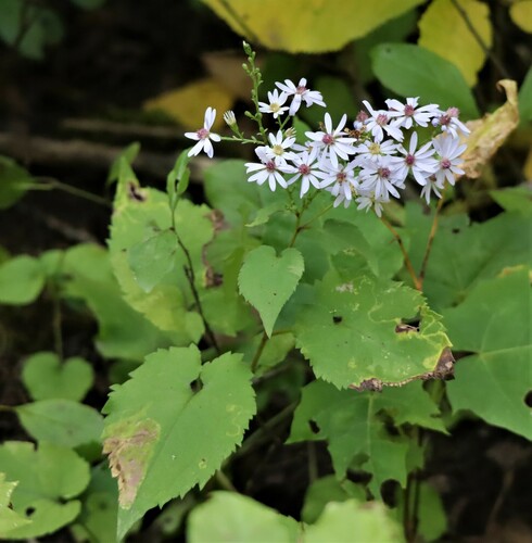 Avondale Aster