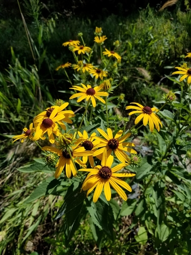 Little Henry Coneflower