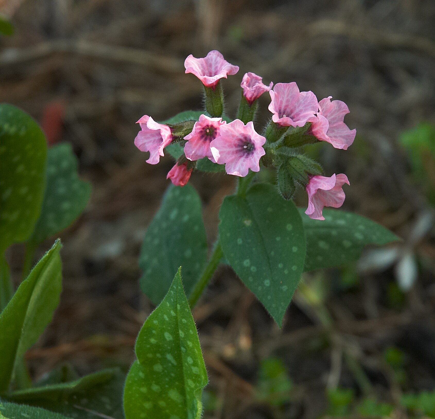 Lungwort 'Blue Ensign'
