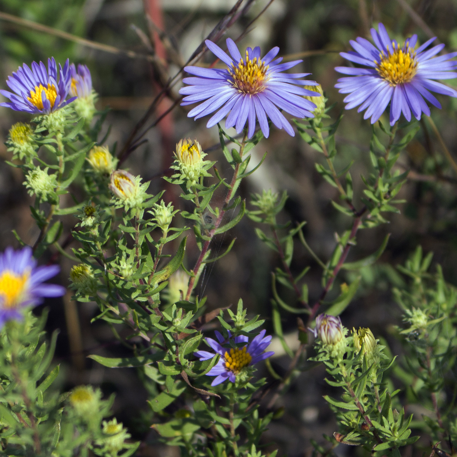 Aromatic Aster 'October Skies'
