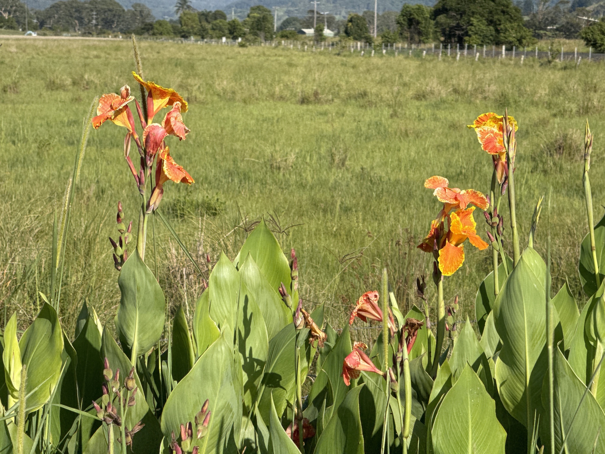 Canna Lily