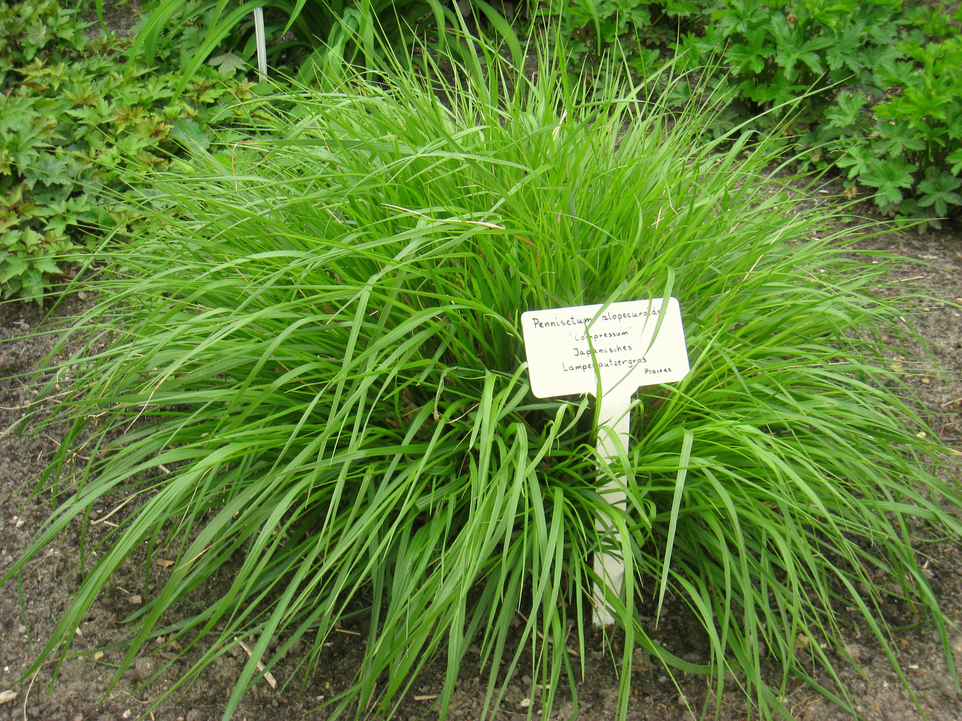 Little Bunny Fountain Grass