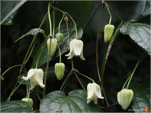 Henryi Clematis