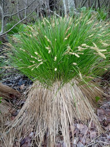 Tussock Sedge