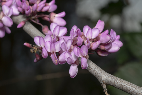 Redbud 'Merlot'