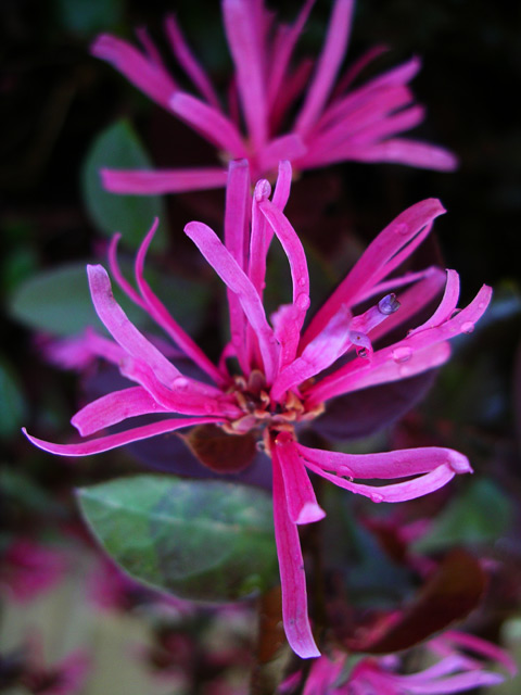 Chinese Fringe Flower True 'Purple Daydream'