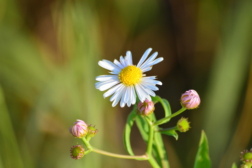 False Aster 'Snowbank'