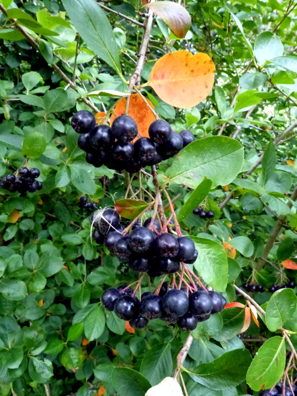 Proven Winners Chokeberry True