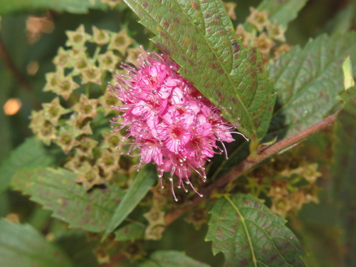 Spirea