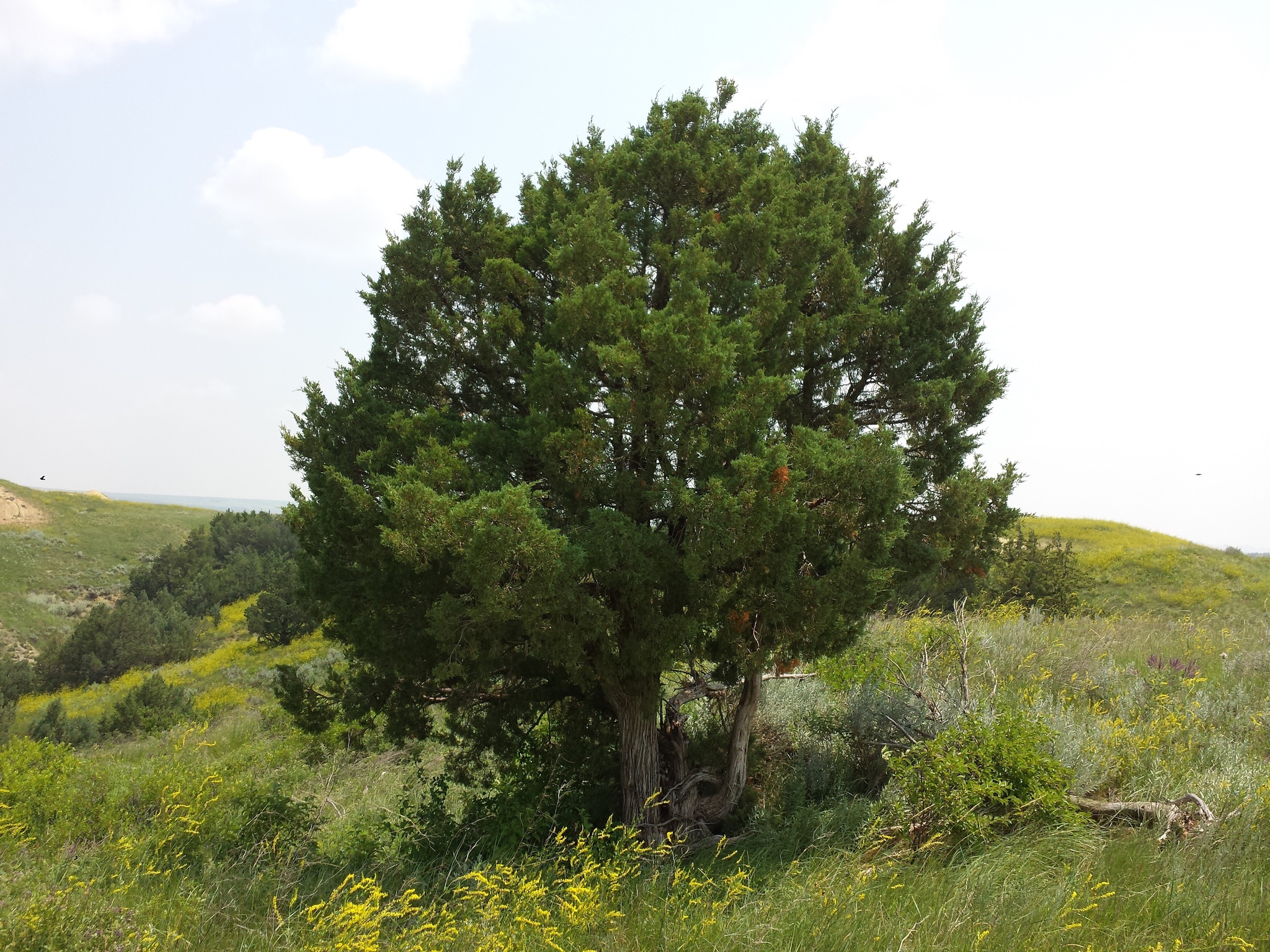 Skyrocket Juniper