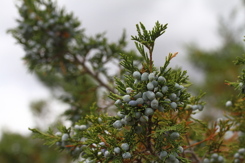 Skyrocket Juniper