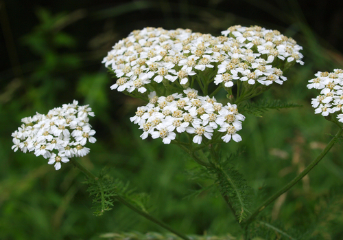 Yarrow 'Paprika'