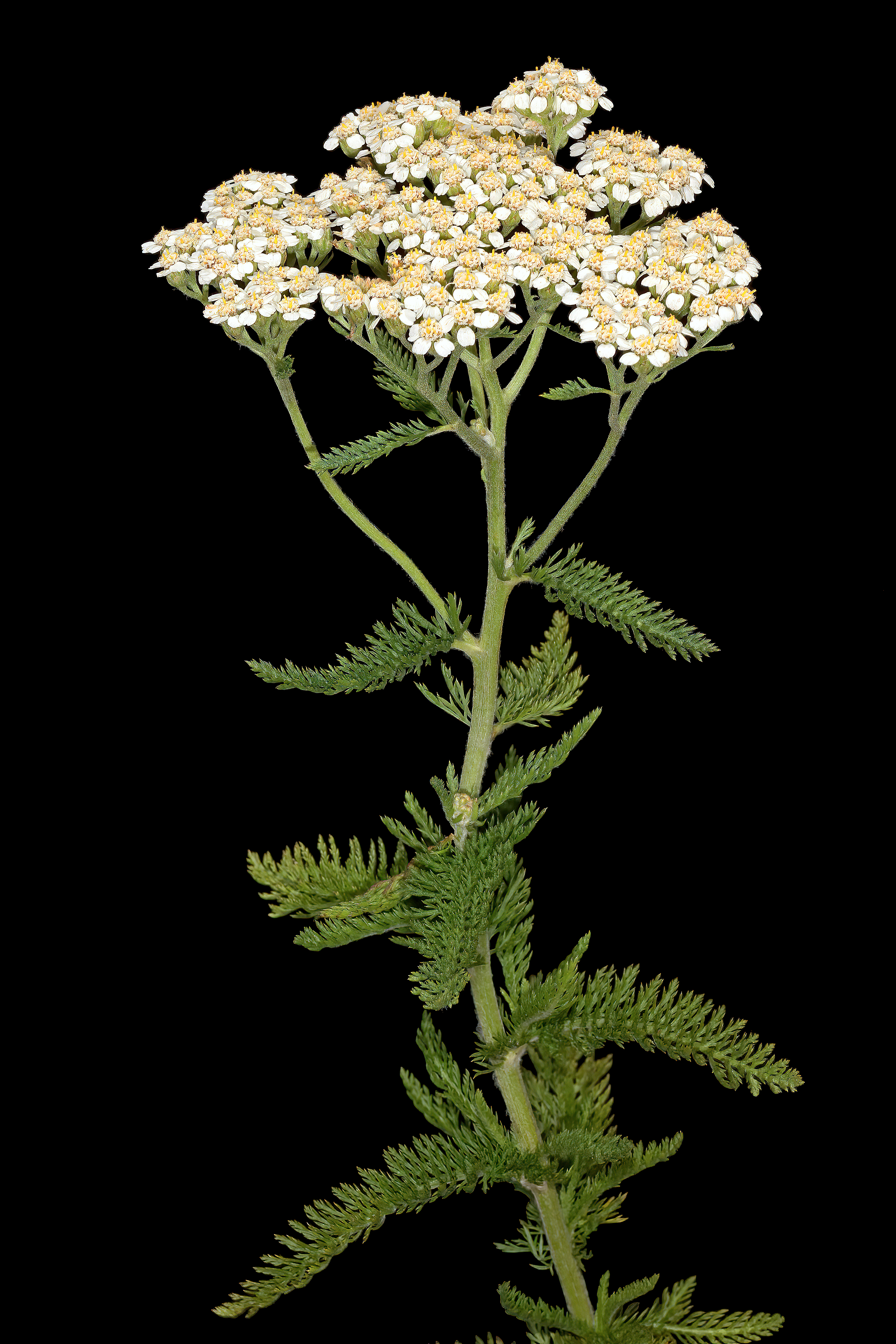 Yarrow 'Paprika'