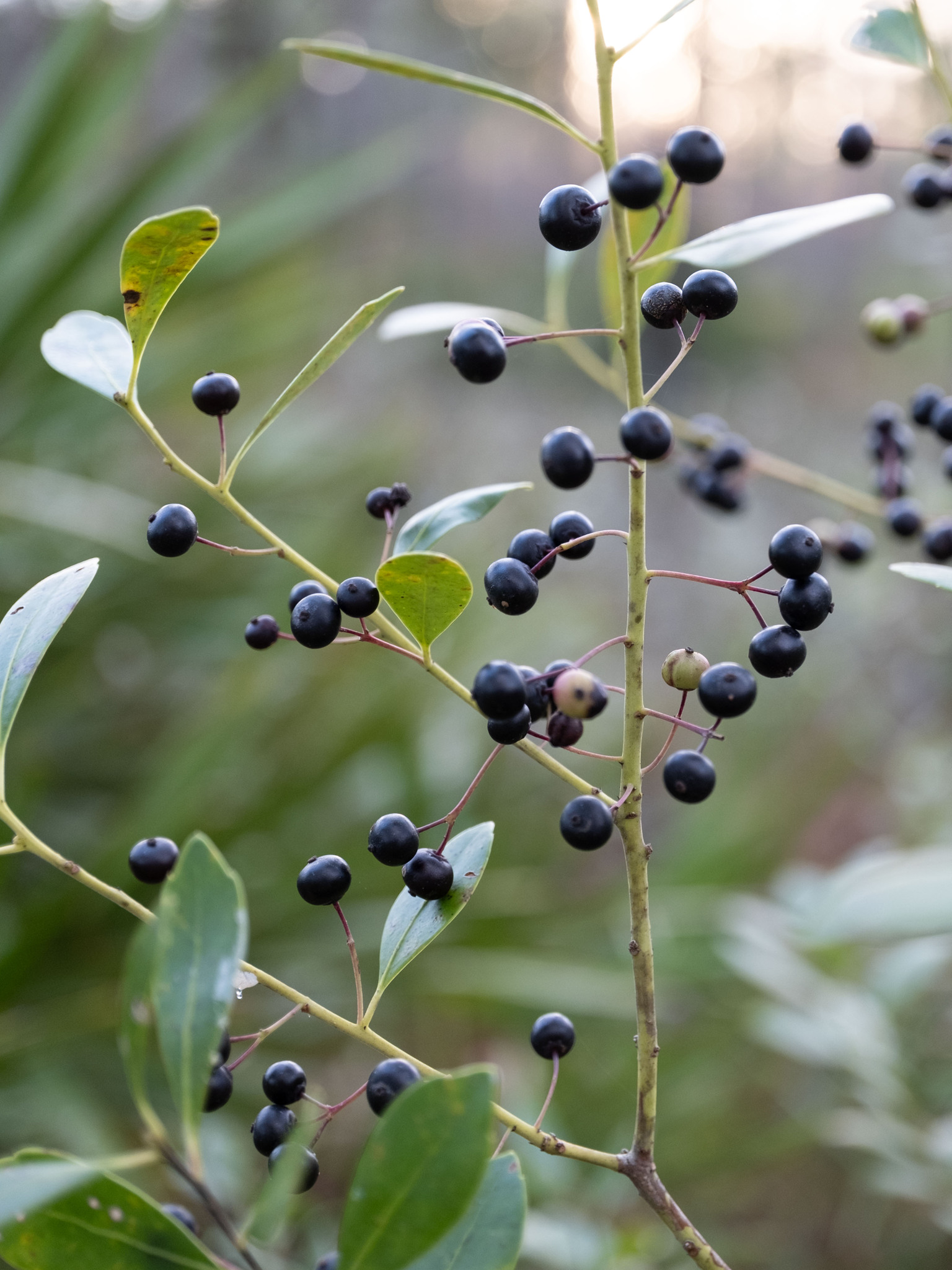 Proven Winners Inkberry Holly