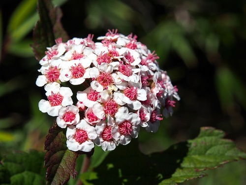 Spirea True