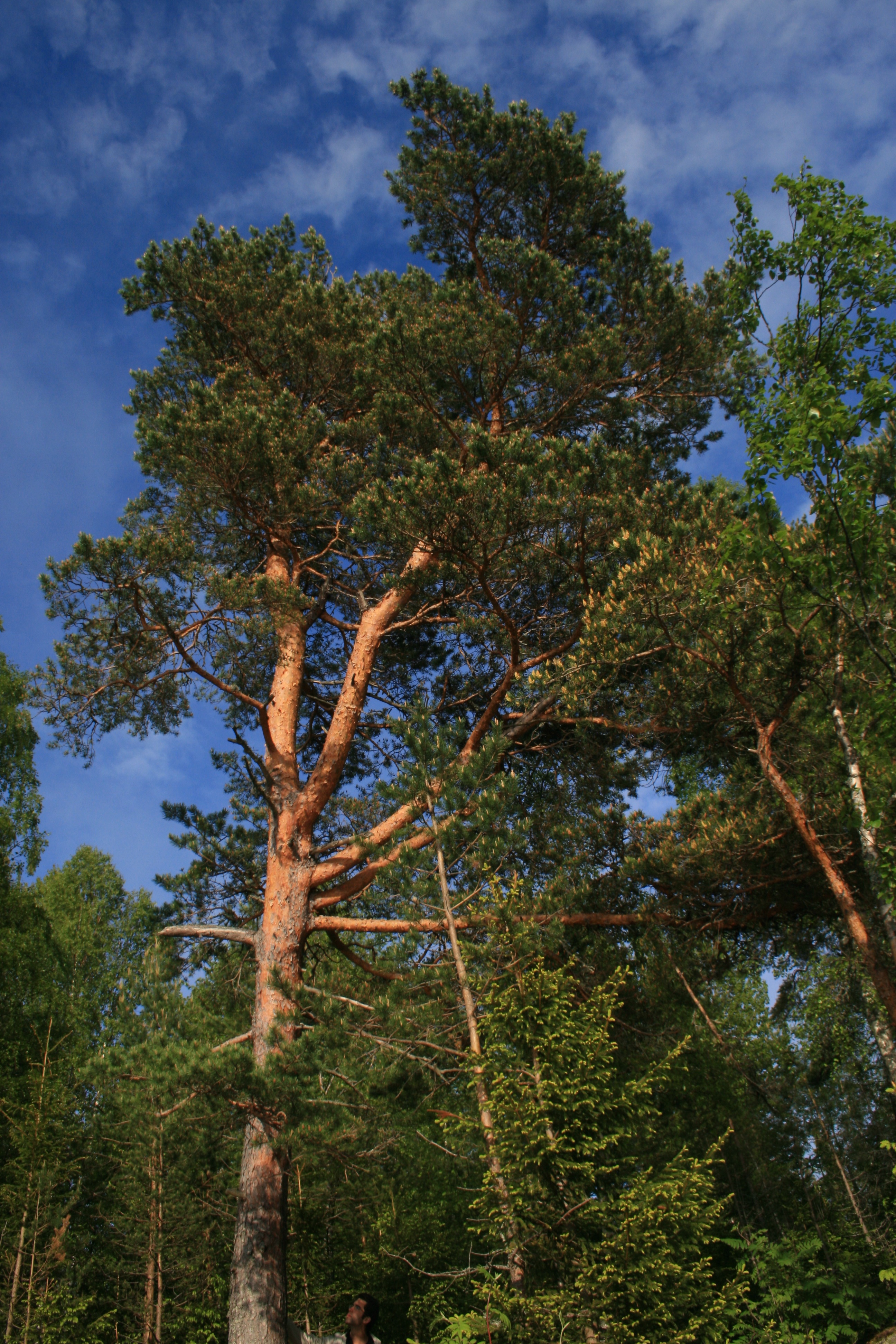 Scots Pine Pom Pom