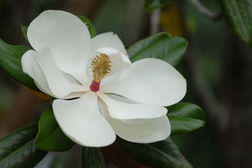 Kay Parris Southern Magnolia