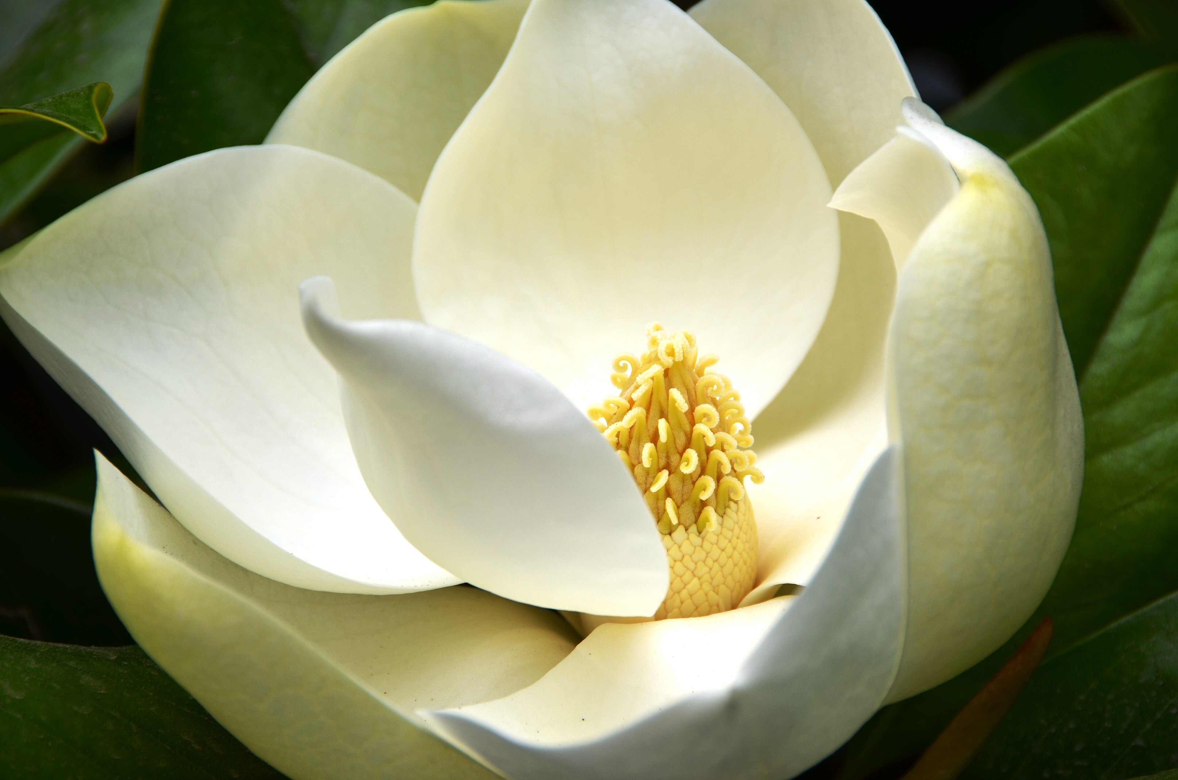Kay Parris Southern Magnolia