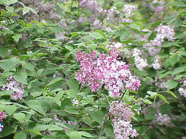 Miss Kim Lilac