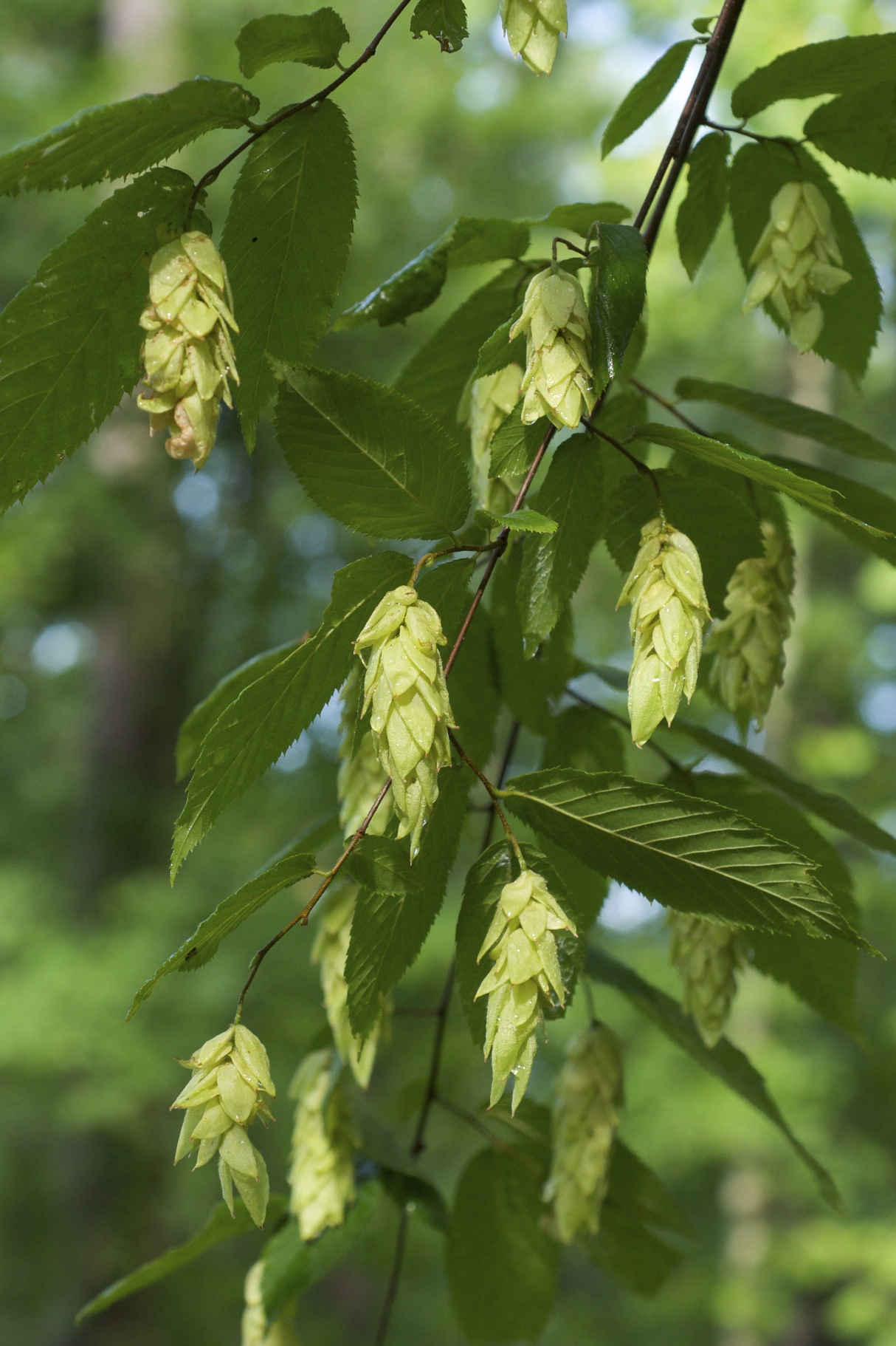 American Hop Hornbeam