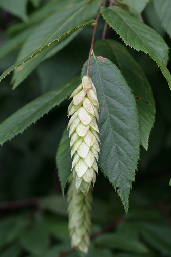 American Hop Hornbeam