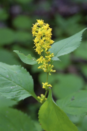 Broad Leaf Goldenrod
