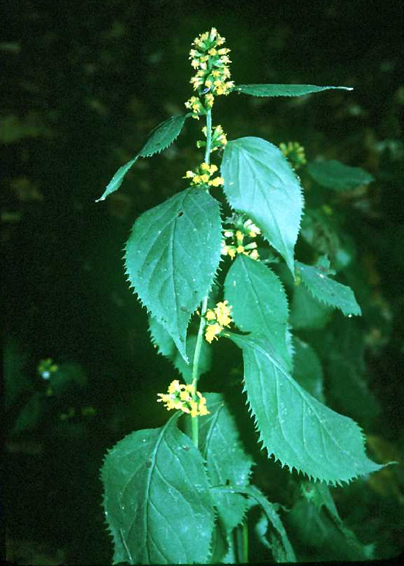 Broad Leaf Goldenrod