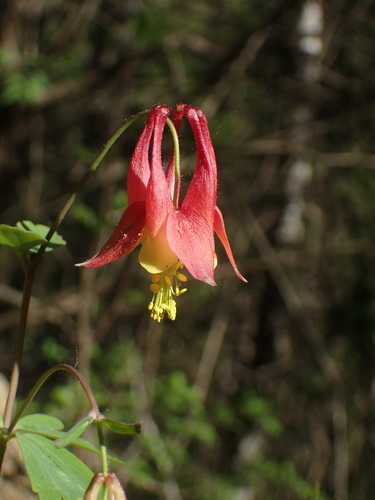 Columbine