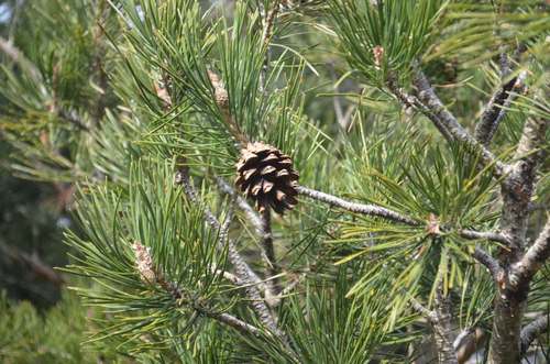 Scots Pine 'Green Penguin'