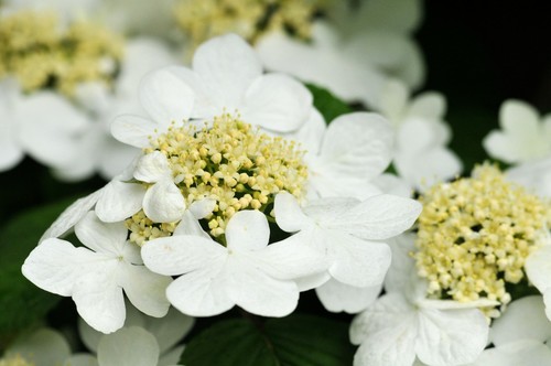 Proven Winners Doublefile Viburnum True