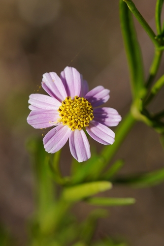 Tickseed