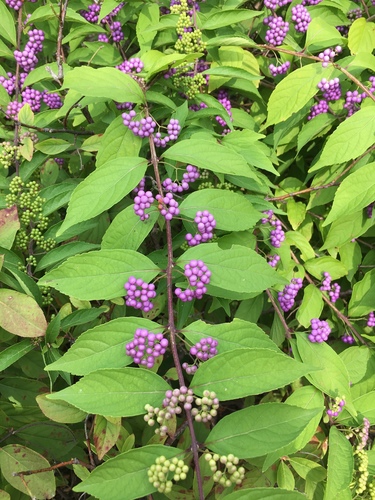 Issai Purple Pride Beautyberry